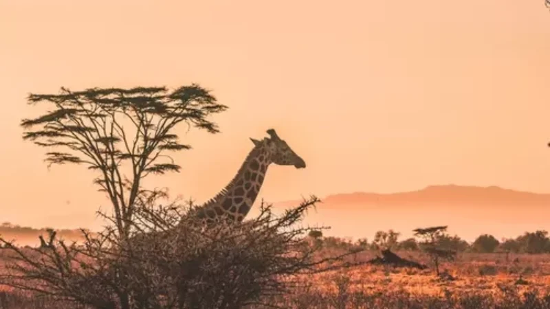 Giraffe-standing-in-the-wild